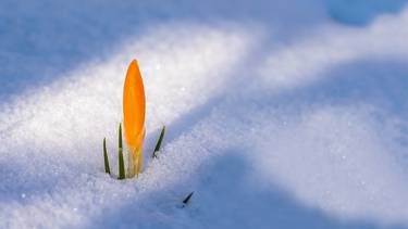 C:\fakepath\Myriams Pixabay germoglio.jpg