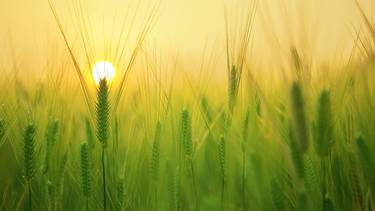 C:\fakepath\agriculture-barley-field-beautiful-207247.jpg
