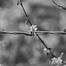 barbed-wire-2926916_960_720.jpg
