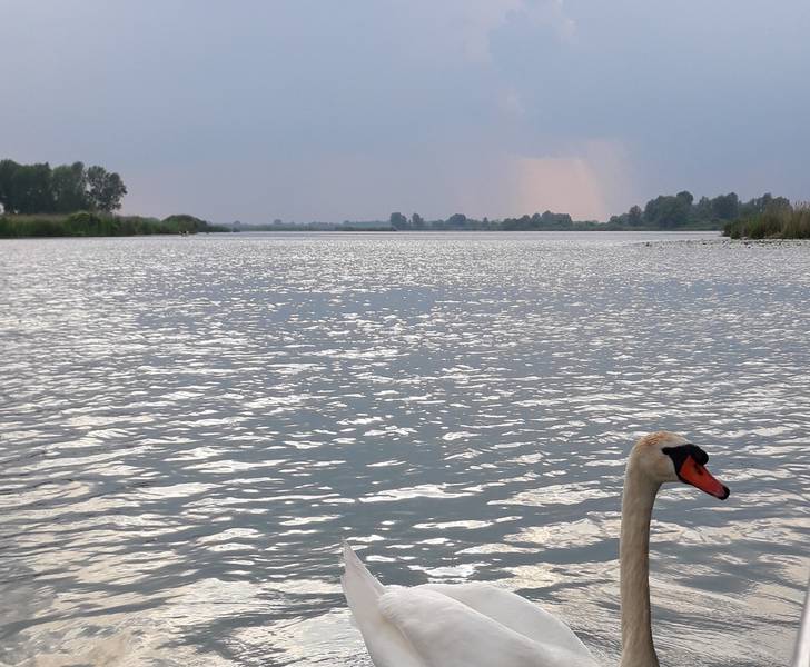 C:\fakepath\lago cigno.jpg