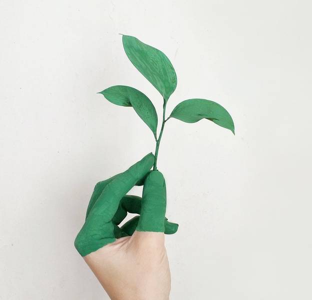 C:\fakepath\pexels-alena-koval-verde - Copia.jpg