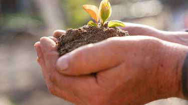 C:\fakepath\pexels-oleksandr-canary-islands germoglio.jpg